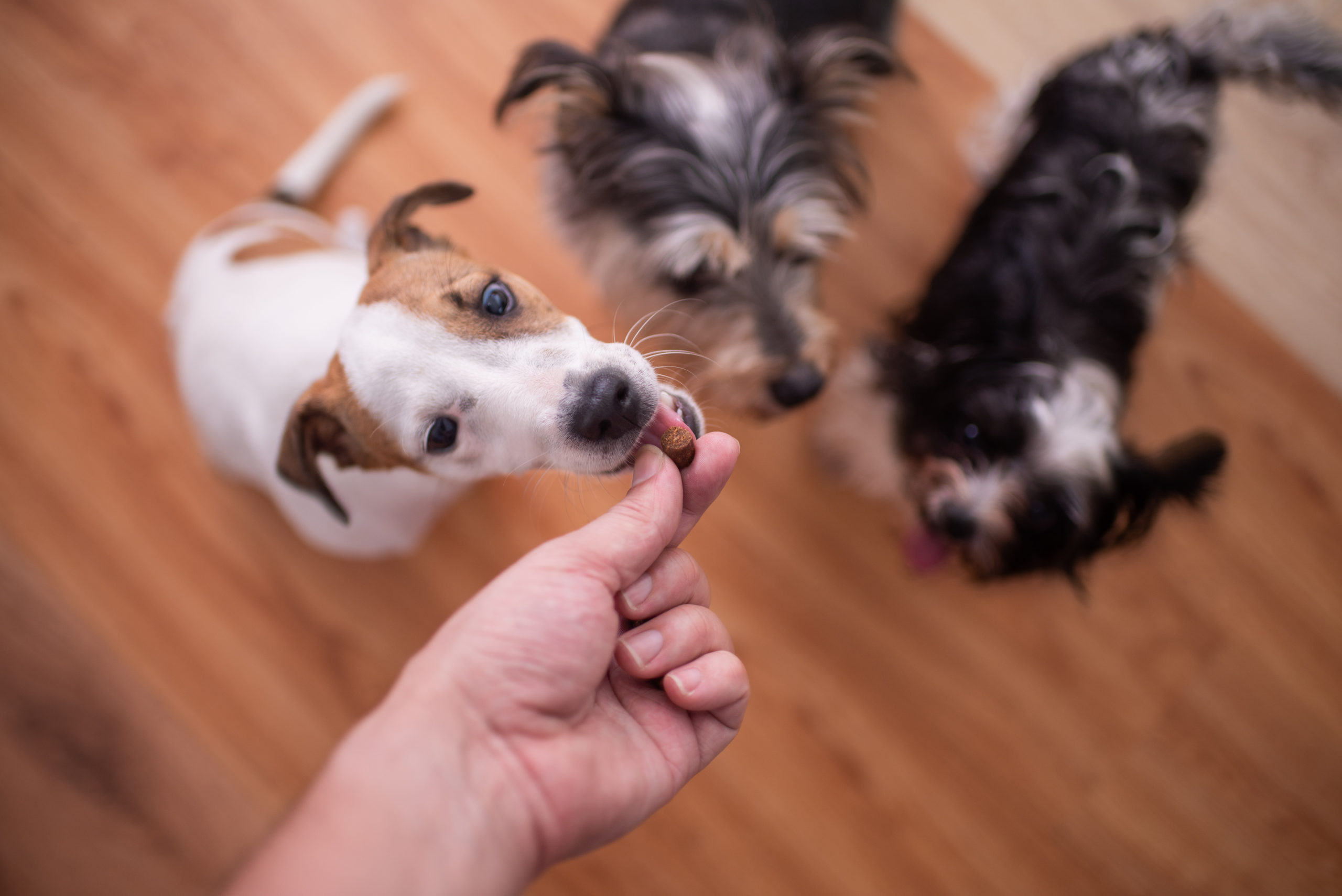 Where Should Your Dog’s Calories Come From?