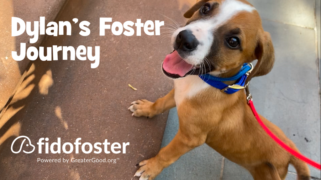Dylan's Foster Journey