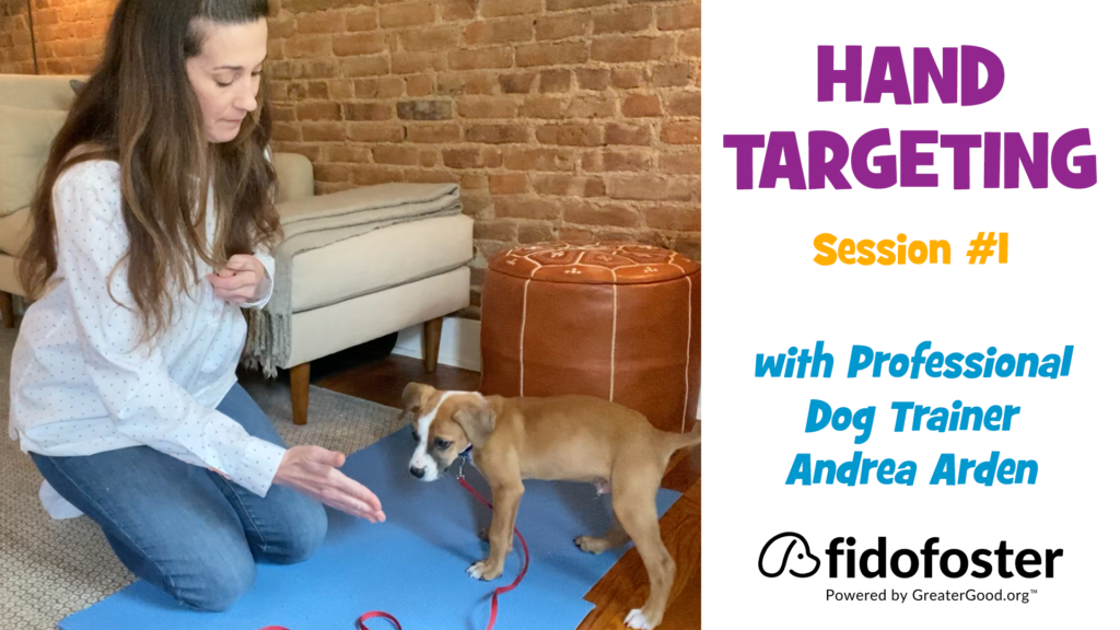 Dog Training with Andrea: Hand Targeting, Session 1