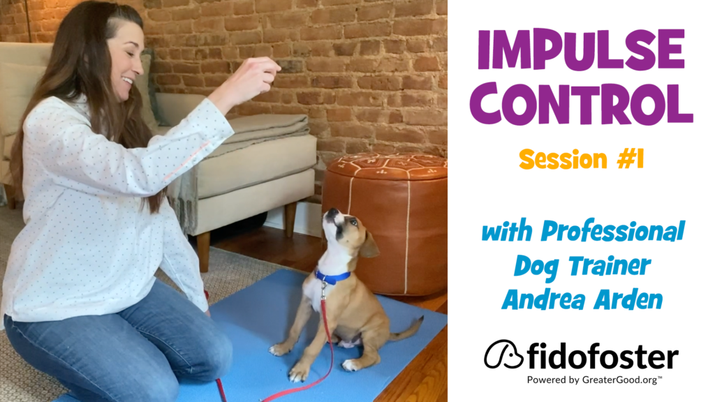Dog Training with Andrea: Impulse Control, Session 1