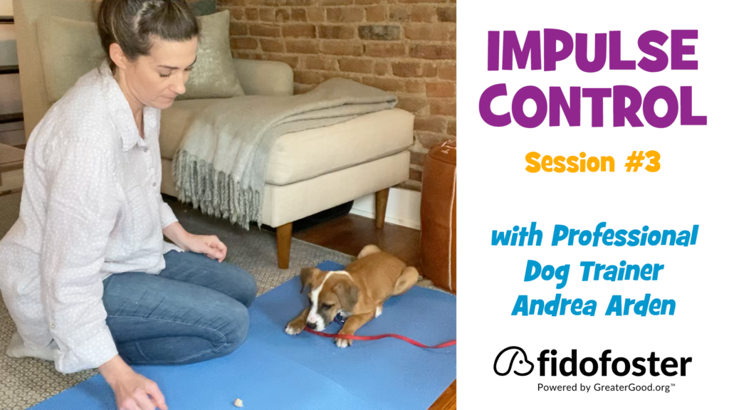 Dog Training with Andrea: Impulse Control, Session 3