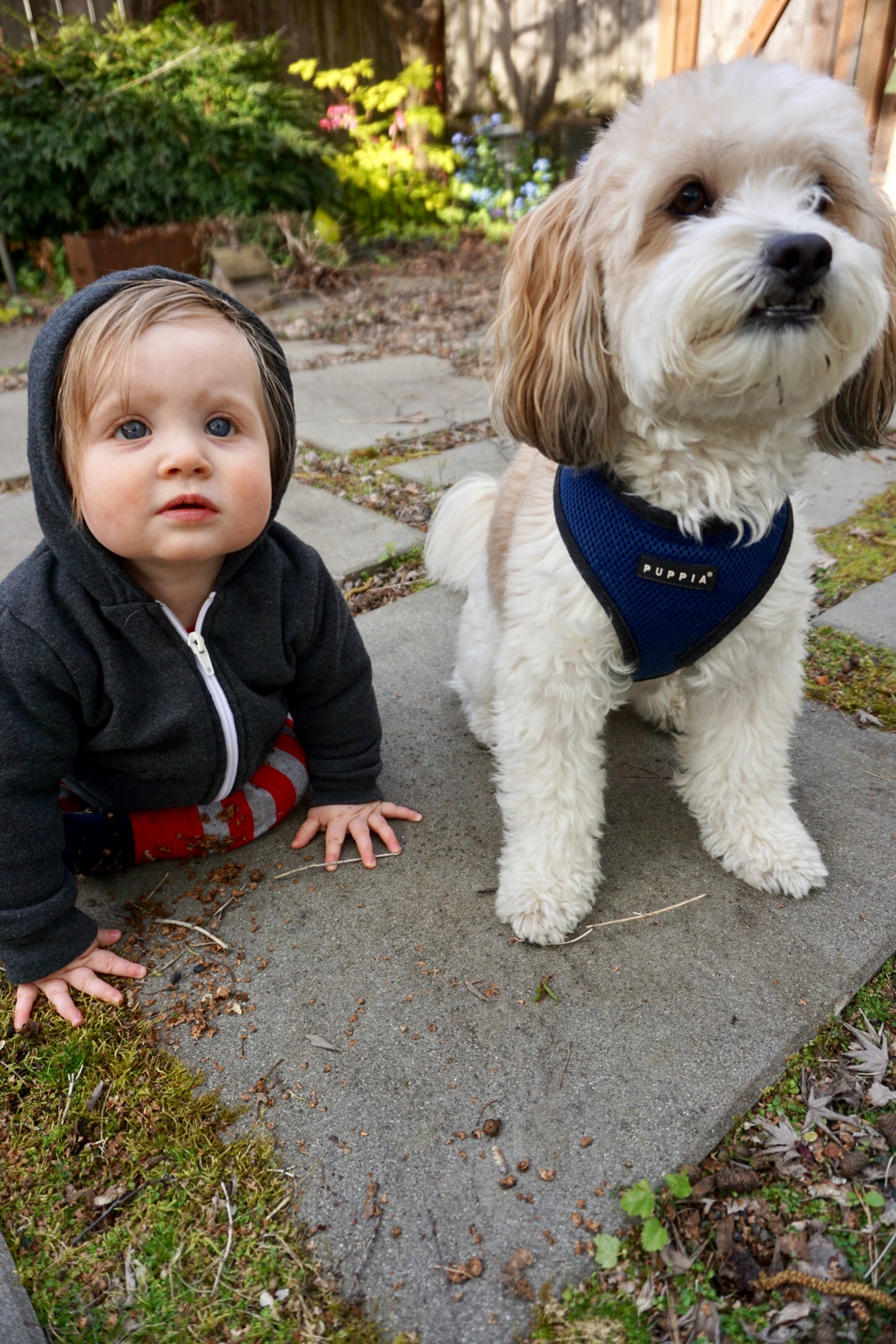 Dog Luke with Toddler Nora