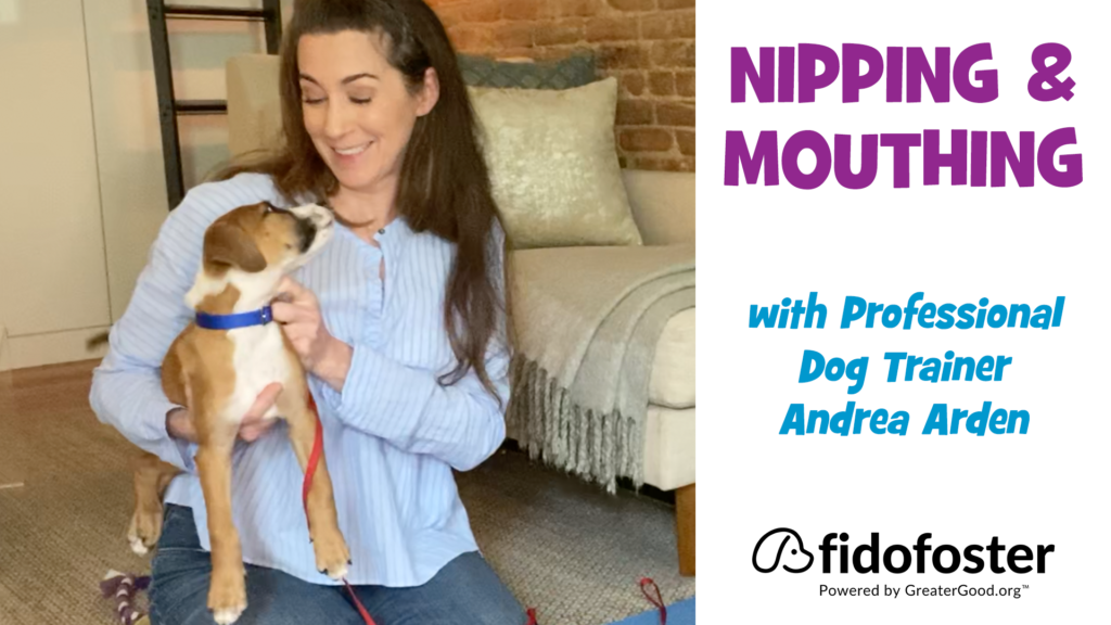 Dog Training with Andrea: Nipping and Mouthing