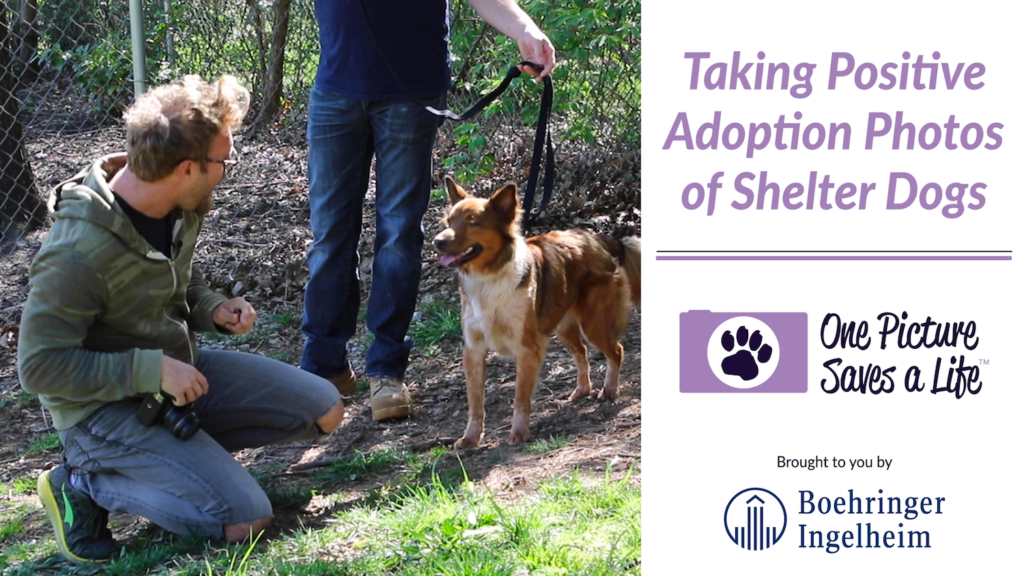 Taking Positive Adoption Photos of Shelter Dogs