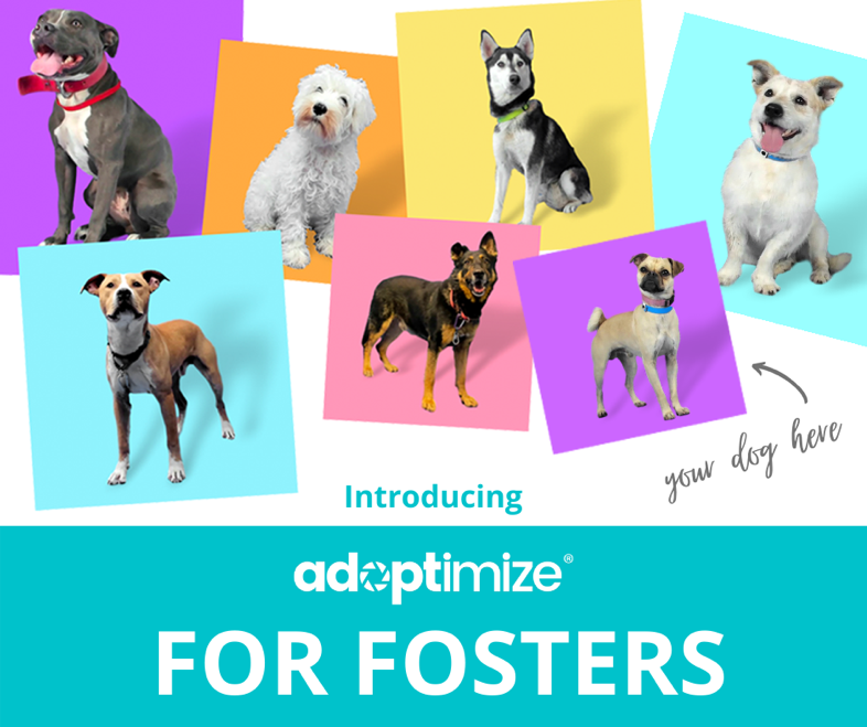 Actual dog photos from Adoptimize
