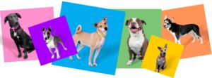 Adoptimized dog photos