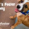 Dylan's Foster Journey
