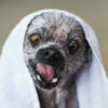 Mr. Peepers After a Swim